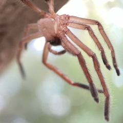 Delena cancerides at ANBG - 30 Mar 2024