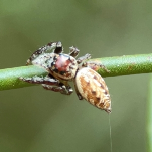 Opisthoncus nigrofemoratus at ANBG - 30 Mar 2024