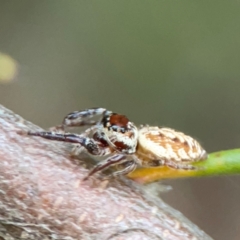 Opisthoncus nigrofemoratus at ANBG - 30 Mar 2024