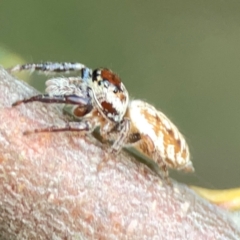 Opisthoncus nigrofemoratus at ANBG - 30 Mar 2024 03:58 PM