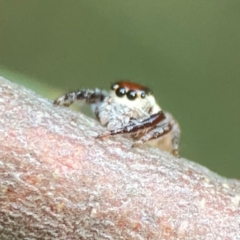 Opisthoncus nigrofemoratus at ANBG - 30 Mar 2024