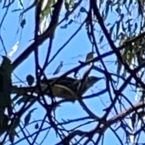 Anthochaera carunculata at Nicholls, ACT - 29 Mar 2024