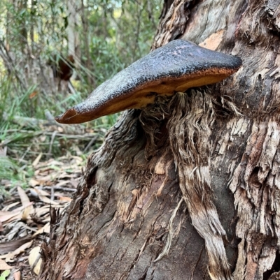 Fistulina sp. (A Beefsteak fungus) at Bondo State Forest - 29 Mar 2024 by courtneyb