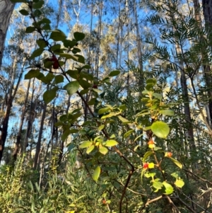 Coprosma hirtella at Bondo State Forest - 29 Mar 2024