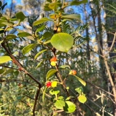 Coprosma hirtella at Bondo State Forest - 29 Mar 2024