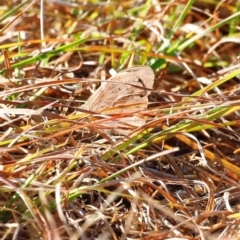 Heteronympha merope (Common Brown Butterfly) at Whitlam, ACT - 30 Mar 2024 by JimL