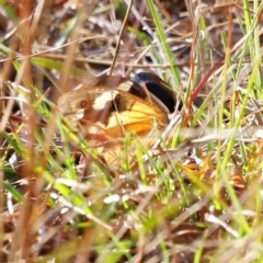 Heteronympha merope at Kama - 31 Mar 2024