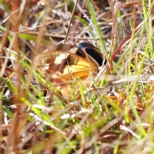 Heteronympha merope at Kama - 31 Mar 2024