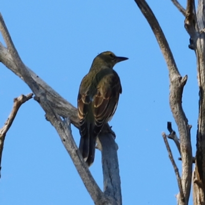 Oriolus sagittatus (Olive-backed Oriole) at Whitlam, ACT - 31 Mar 2024 by JimL