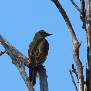 Oriolus sagittatus at Whitlam, ACT - 31 Mar 2024