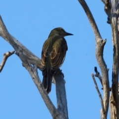 Oriolus sagittatus at Whitlam, ACT - 31 Mar 2024