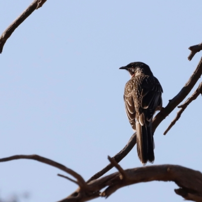 Anthochaera carunculata (Red Wattlebird) at Molonglo River Reserve - 31 Mar 2024 by JimL