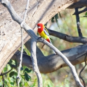 Platycercus eximius at Molonglo River Reserve - 31 Mar 2024