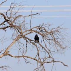 Gymnorhina tibicen (Australian Magpie) at Molonglo River Reserve - 30 Mar 2024 by JimL