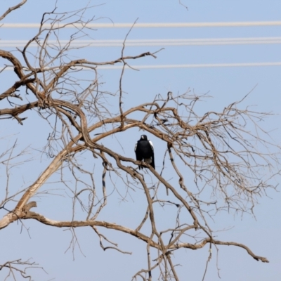 Gymnorhina tibicen (Australian Magpie) at Molonglo River Reserve - 30 Mar 2024 by JimL