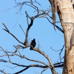 Gymnorhina tibicen at Molonglo River Reserve - 31 Mar 2024