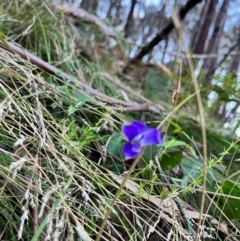 Wahlenbergia sp. (Bluebell) at Goobarragandra, NSW - 29 Mar 2024 by courtneyb