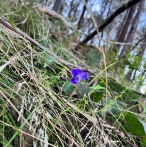 Wahlenbergia sp. at Bondo State Forest - suppressed