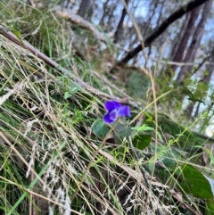 Wahlenbergia sp. at Bondo State Forest - 29 Mar 2024