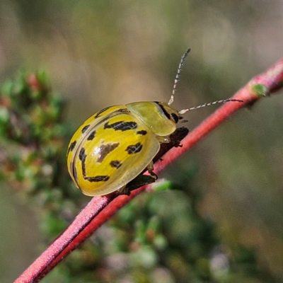 Paropsisterna obliterata (Obliterate Melaleuca Leaf Beetle) at QPRC LGA - 31 Mar 2024 by MatthewFrawley