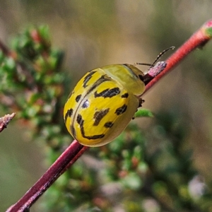 Paropsisterna obliterata at QPRC LGA - 31 Mar 2024