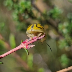 Paropsisterna obliterata at QPRC LGA - 31 Mar 2024