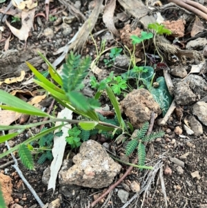 Acacia melanoxylon at Bondo State Forest - 29 Mar 2024
