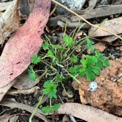 Geranium (genus) (Geranium) at Bondo State Forest - 29 Mar 2024 by courtneyb