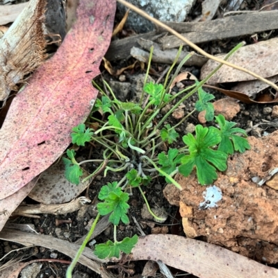 Geranium (genus) (Geranium) at Bondo State Forest - 29 Mar 2024 by courtneyb