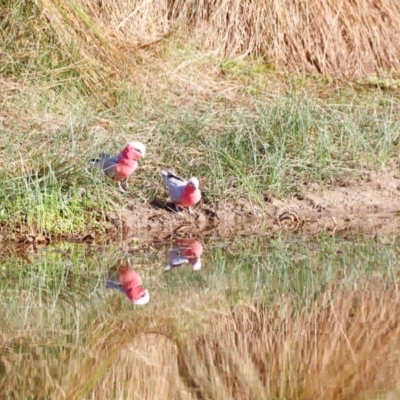 Eolophus roseicapilla (Galah) at Molonglo River Reserve - 30 Mar 2024 by JimL