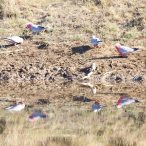 Eolophus roseicapilla at Kama - 31 Mar 2024