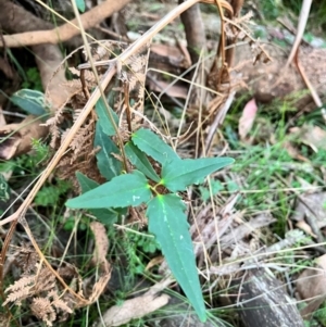 Clematis aristata at Bondo State Forest - 29 Mar 2024 06:46 PM