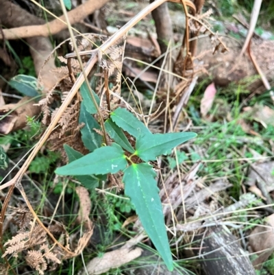 Clematis aristata (Mountain Clematis) at Bondo State Forest - 29 Mar 2024 by courtneyb