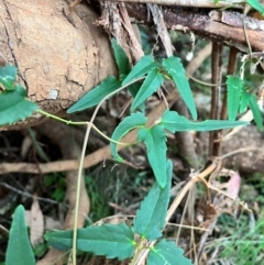 Clematis aristata at Bondo State Forest - 29 Mar 2024 06:46 PM