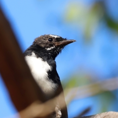 Rhipidura leucophrys (Willie Wagtail) at Kama - 30 Mar 2024 by JimL