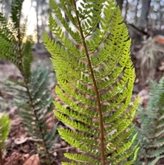 Polystichum proliferum (Mother Shield Fern) at Goobarragandra, NSW - 29 Mar 2024 by courtneyb