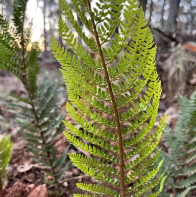 Polystichum proliferum (Mother Shield Fern) at Bondo State Forest - 29 Mar 2024 by courtneyb