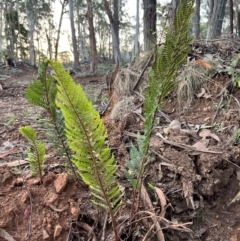 Polystichum proliferum at Bondo State Forest - 29 Mar 2024 06:49 PM