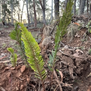 Polystichum proliferum at Bondo State Forest - 29 Mar 2024
