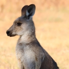 Macropus giganteus (Eastern Grey Kangaroo) at Kama - 31 Mar 2024 by JimL