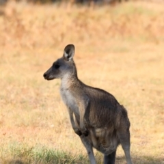 Macropus giganteus at Molonglo River Reserve - 31 Mar 2024 09:50 AM