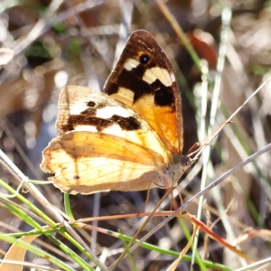 Heteronympha merope at Whitlam, ACT - 31 Mar 2024