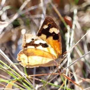 Heteronympha merope at Whitlam, ACT - 31 Mar 2024 10:04 AM