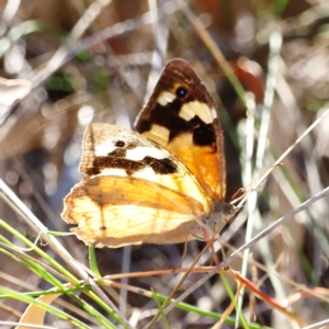 Heteronympha merope at Whitlam, ACT - 31 Mar 2024
