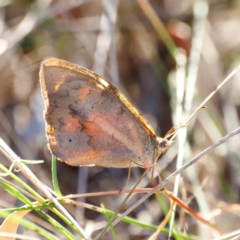 Heteronympha merope at Whitlam, ACT - 31 Mar 2024