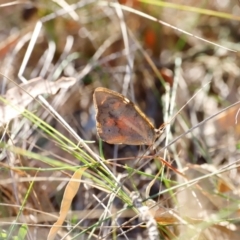 Heteronympha merope at Whitlam, ACT - 31 Mar 2024