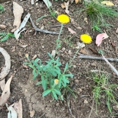 Coronidium monticola (Mountain Button Everlasting) at Goobarragandra, NSW - 29 Mar 2024 by courtneyb