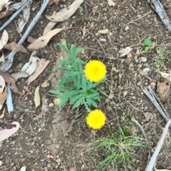 Coronidium monticola at Bondo State Forest - 29 Mar 2024