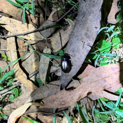 Adelium sp. (genus) (Adelium darkling beetle) at Bondo State Forest - 29 Mar 2024 by courtneyb