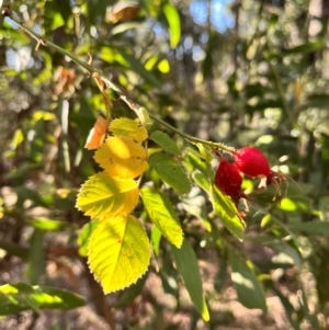 Rosa rubiginosa at Micalong Gorge - 30 Mar 2024 09:24 AM